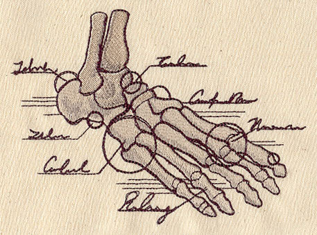 Anatomical Foot - Image 3
