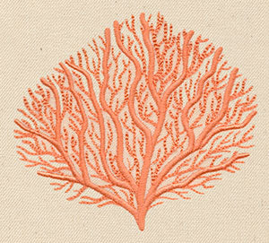 Branching Coral - Image 3
