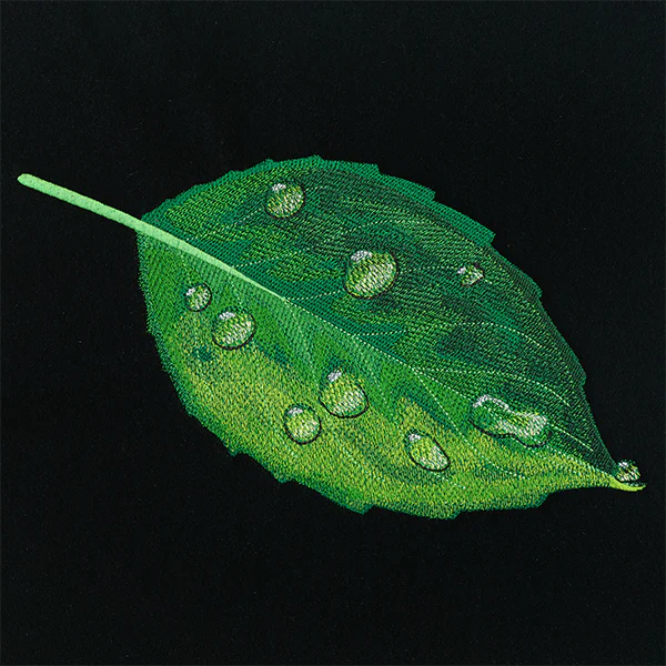 Early Morning Dew Drops Leaf - Image 3