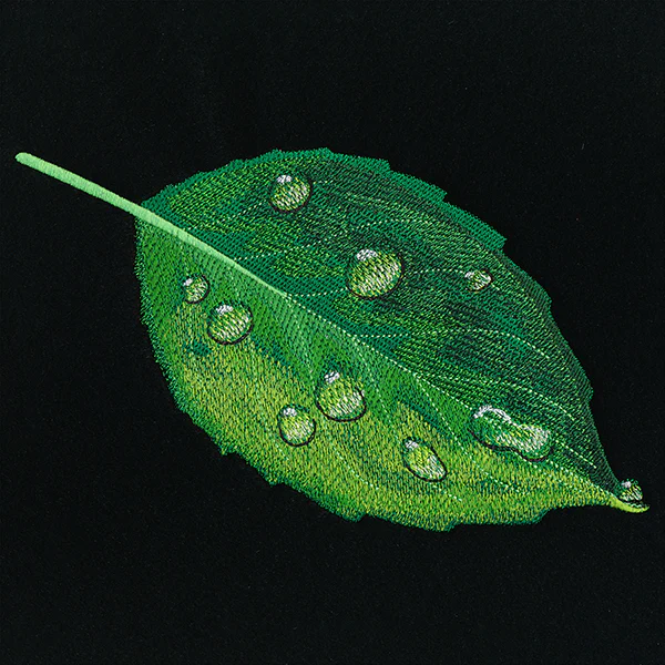 Early Morning Dew Drops Leaf - Image 5