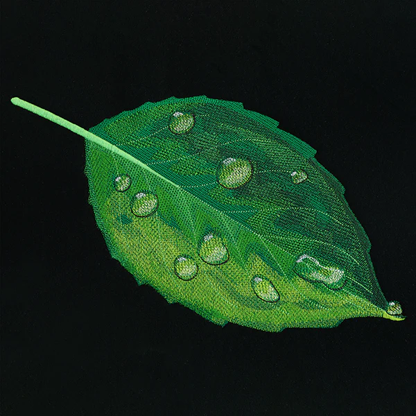Early Morning Dew Drops Leaf - Image 9