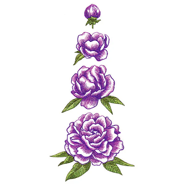 From Bud to Bloom Peony - Image 3