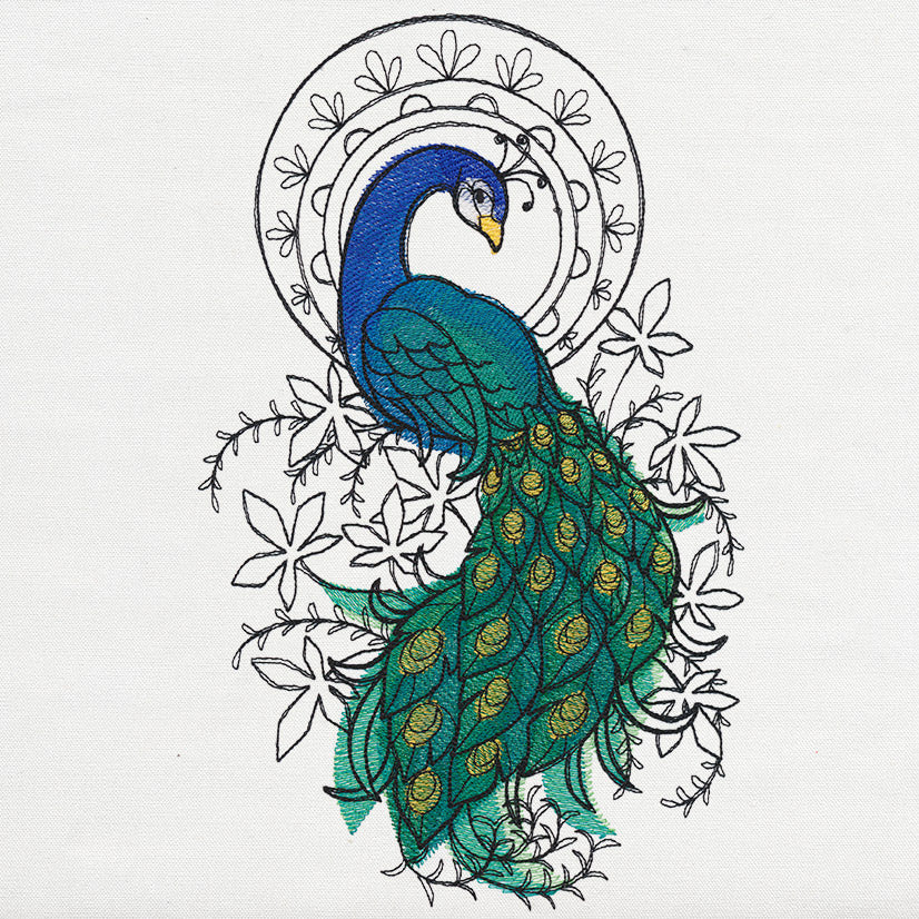 Indian Peacock