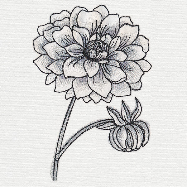 Ink & Wash - Dahlia - Image 4