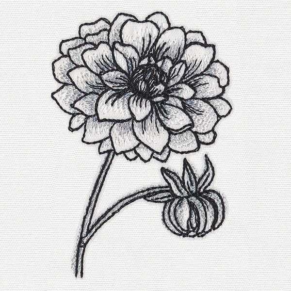 Ink & Wash - Dahlia - Image 5