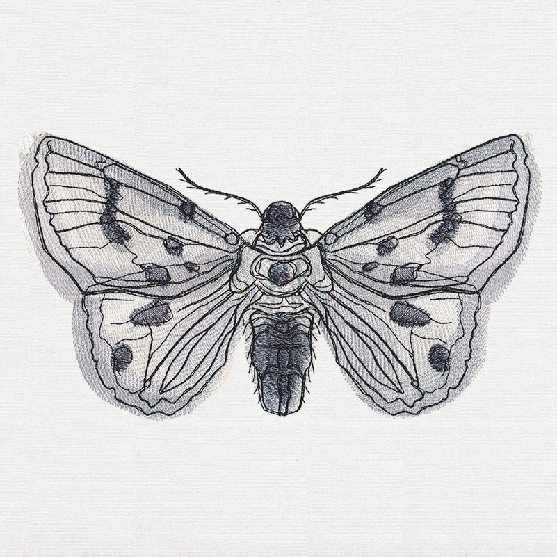 Ink & Wash - Moth - Image 2