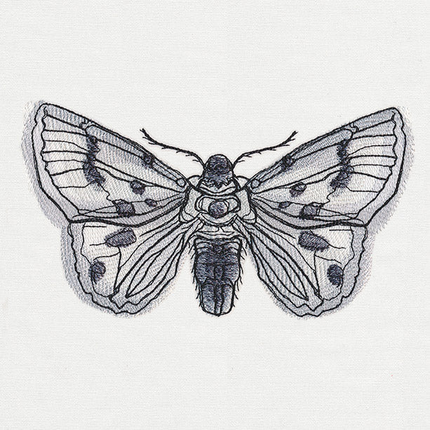 Ink & Wash - Moth - Image 3