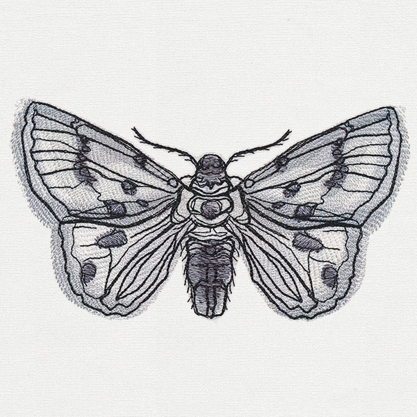 Ink & Wash - Moth - Image 4