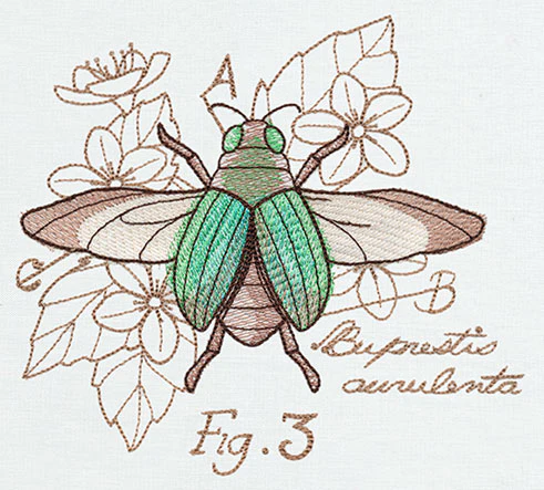 Nature's Curiosities Beetle Diagram - Image 4