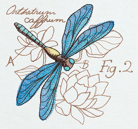 Nature's Curiosities Dragonfly Diagram - Image 4