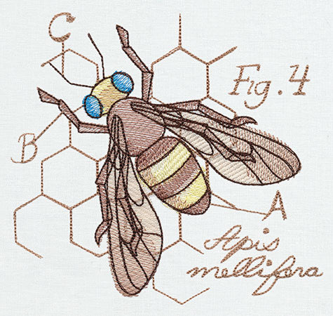 Nature's Curiosities Honeybee Diagram - Image 4