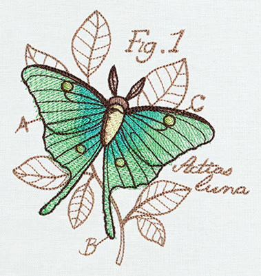 Nature's Curiosities Luna Moth Diagram - Image 2