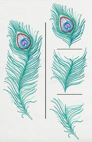 Peacock Quill (Split) - Image 2