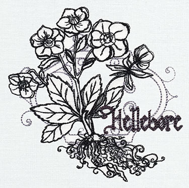 Pretty Poison - Hellebore - Image 2
