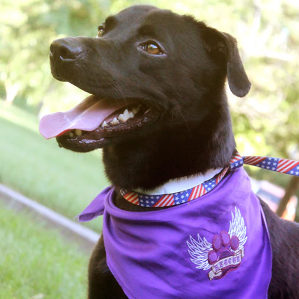 Rescue Paw - Image 14