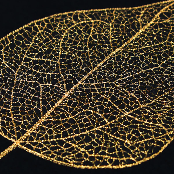 Sensational Skeleton Leaf - Image 8