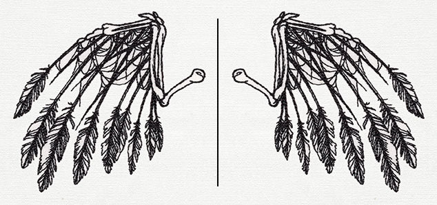 Skeletal Flight (Wing Pair) - Image 3