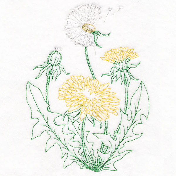 Stages of a Dandelion - Image 2