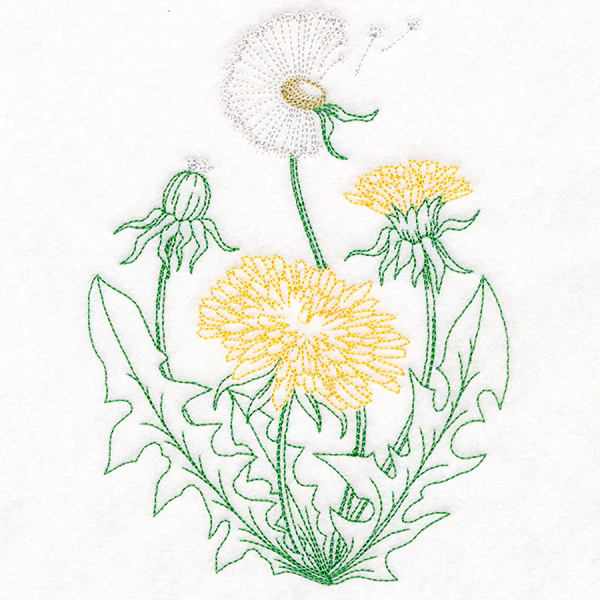 Stages of a Dandelion - Image 3
