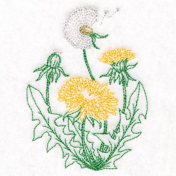 Stages of a Dandelion - Image 4