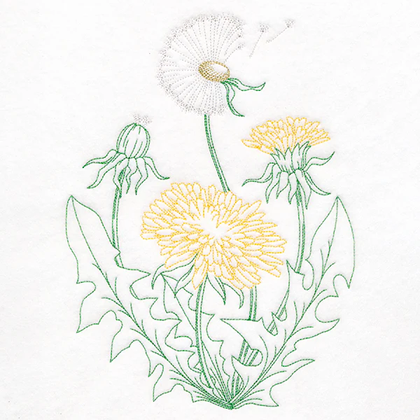 Stages of a Dandelion - Image 5