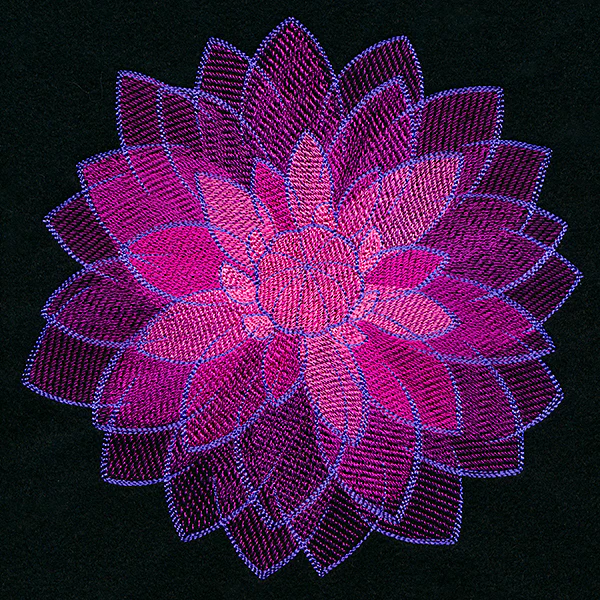 Wild Magic Dahlia