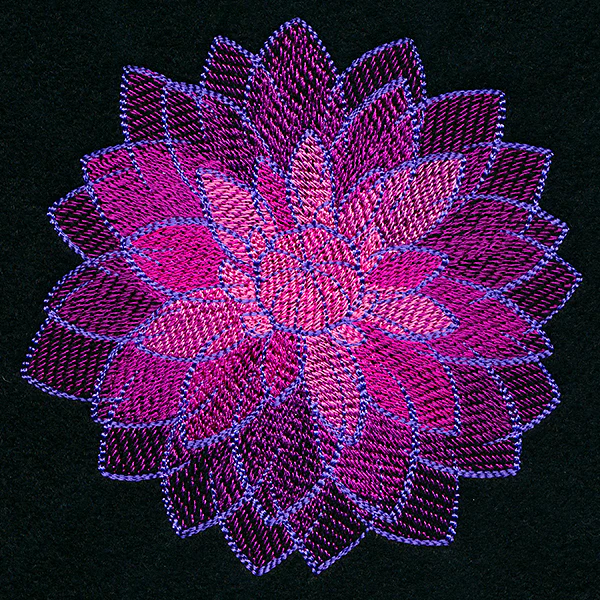 Wild Magic Dahlia - Image 10