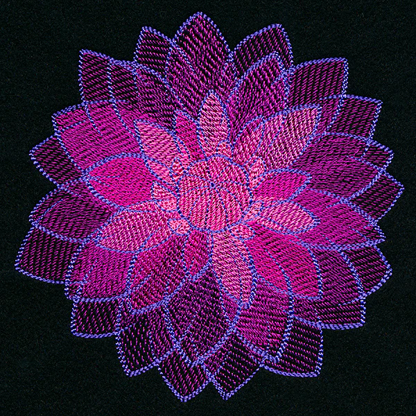 Wild Magic Dahlia - Image 3